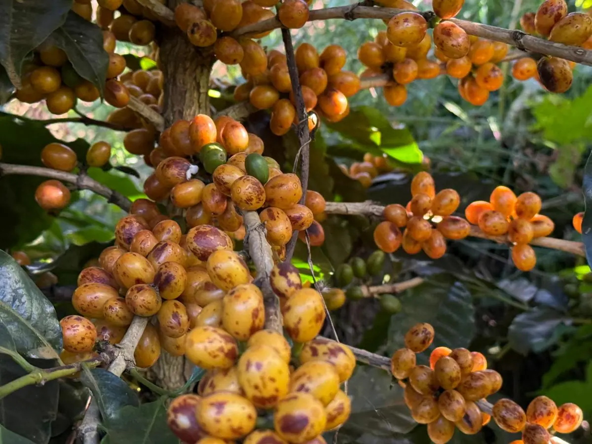 Cachos de cerejas amarelas maduras de café Catucaí Amarelo no pé