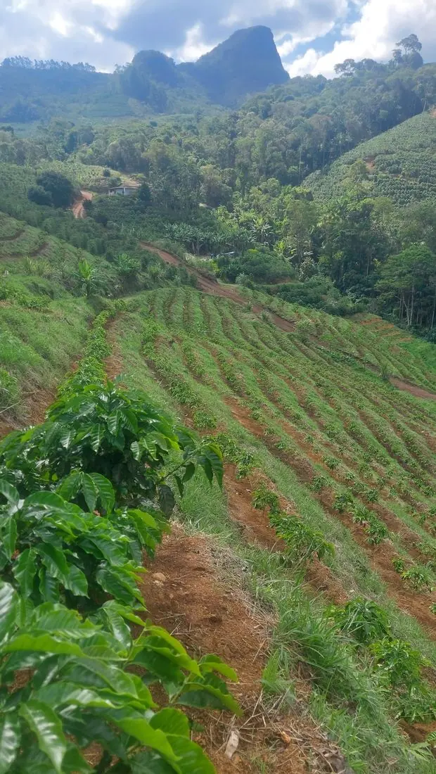 Lavoura do Lote Nascente em curvas de nível, com a mata e a pedra da serra ao fundo