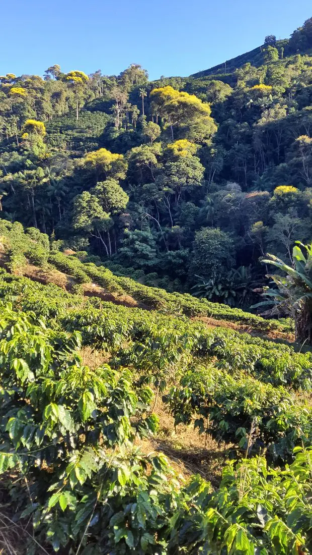 Lavoura do Lote Vista Linda com a mata atlântica ao fundo